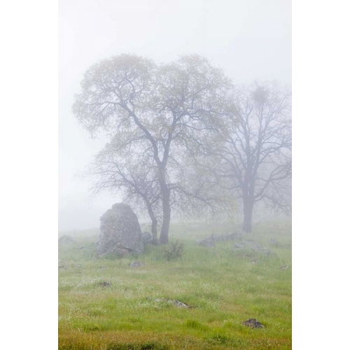 California, Bullion Mountain Oak trees in fog